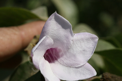Cryptostegia grandiflora